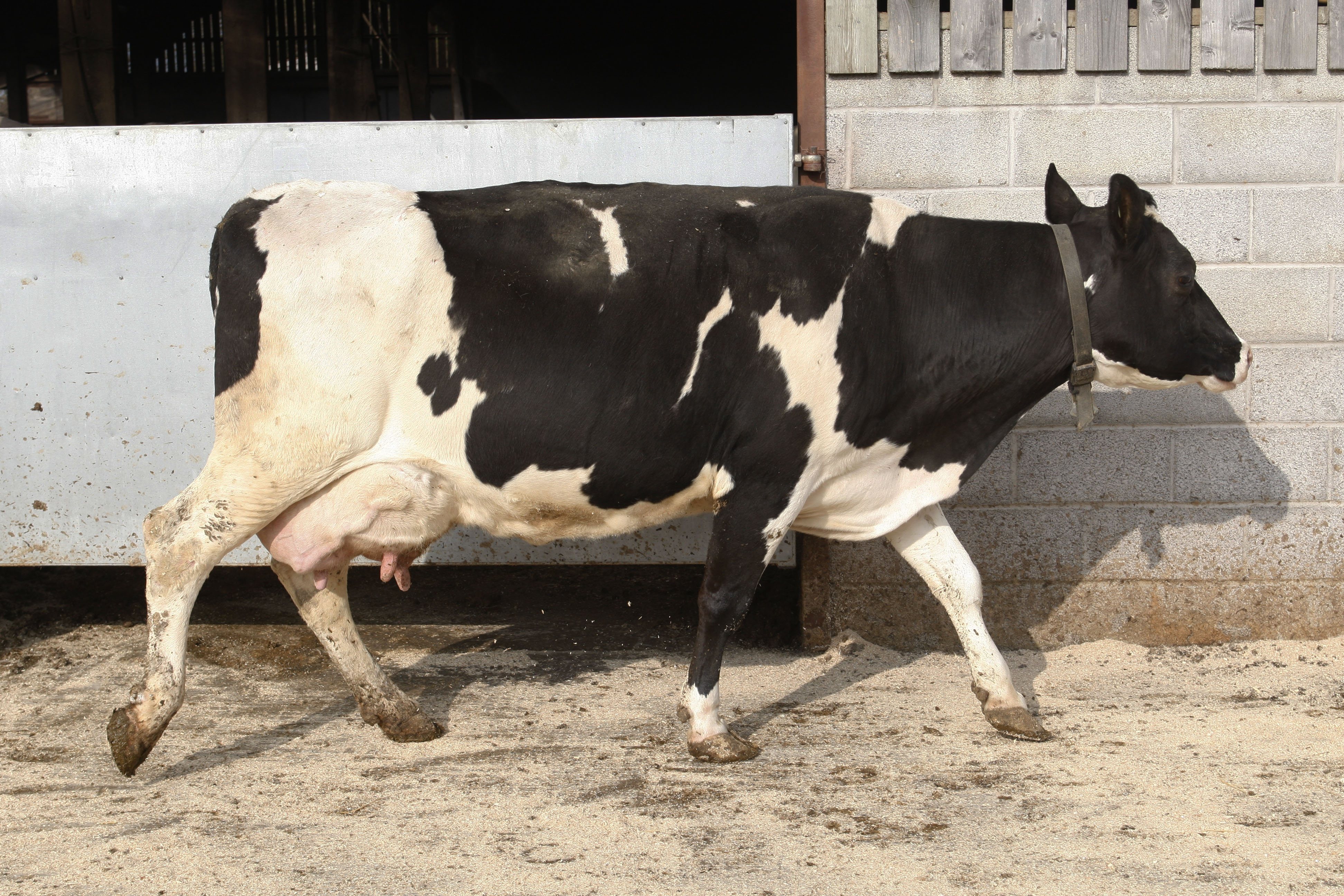 Example of a dairy cow with good mobility. Would score 0 on the mobility scale.
